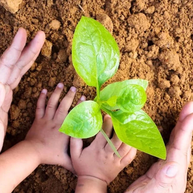 Purchase your Essential CL&S Funeral Offset